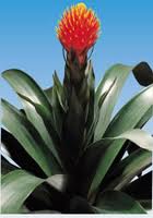 Guzmania conifera